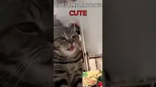 CATS ARE ALWAYS CUTE                      #trollface #trolling #editing #trending #memes #shocking