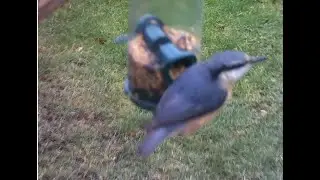 Bird Feeder Camera 2023 number 2 - Blue Tits, Great Tit, Nut Hatch and Robin feeding on camera