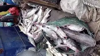 Pala fish or ranwas
