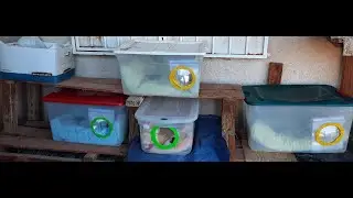 cat shelter these are strays part1 November 10, 2025 don't like don't subscribe please