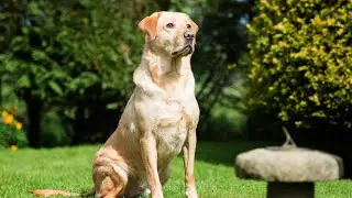 Labrador Adventures: A Claymation Tale #LabradorAdventures #Claymation #DogAnimation #LabradorLove