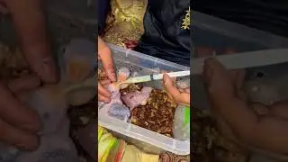#hand_feeding #ringneckbaby #trending #viral #youtubeshorts #bird_lovers #cute_birds #shorts
