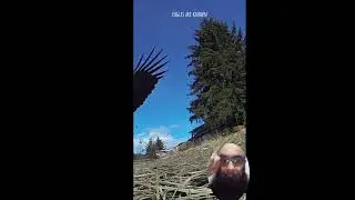 An eagle's nest-building activity