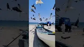 Seagulls vs Fishing boat 😱😱 #shorts #ocean #birds
