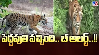 Eluru DIstrict : పెద్దపులి వచ్చింది.. బీ అలర్ట్..!! - TV9