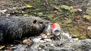 Esp&egrave;cies invasores: coip&uacute; (Myocastor coypus) i llauna (Estrella Damm) - Tony&agrave;. 22/10/2025.