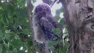 Quiet Owl Behaviour in the Tree  Preening, Wing Stretching & Silent Observation