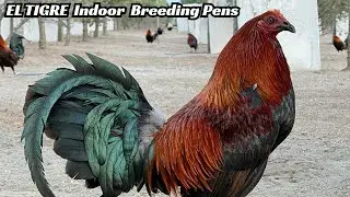 INDOOR BREEDING PENS - Big Farm Feeding Time Free Range Shape Chicken Coop Outdoor Indoor