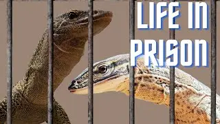 Are we keeping reptiles properly!? The secret to BETTER reptile care TCRP-21 will exotic
