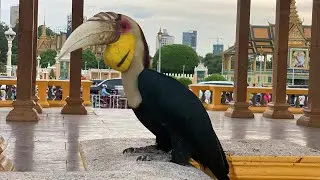 #hornbill  #bigbirdslovers