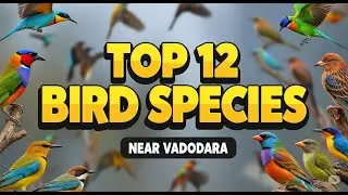 Top 12 Bird Species Near Vadodara | Migrated Birds | Wadhvana Bird Sanctuary