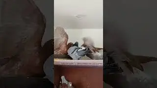 Wings Unfurled The Pigeon Chronicles 11 2