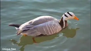 Must-Be-Duck.mp3 copyright free music for youtube|beautifull duck video|Unique free