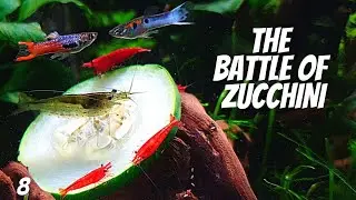 Best Small Fish For Aquarium (Endler Guppy)(EP8 Betta Tank) &ndash; Feeding Vegetables To Aquarium Fish