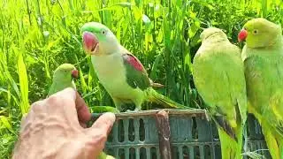 Indian Talking Parrot | Mithu Mithu Sounds 