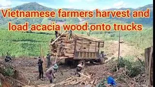 Vietnamese farmers harvest and load acacia wood onto trucks + Bốc keo l&ecirc;n xe / Xe độ T&acirc;y nguy&ecirc;n