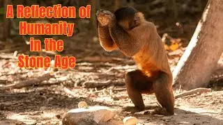 Capuchin Monkeys and Tools: A Reflection of Humanity in the Stone Age | Discover Wildlife.