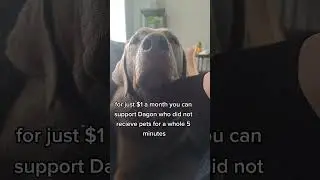 #dramaticdogs #needattention #boopthesnoot #snootrest