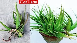 GROW Aloe Vera In FULL SUN n This Would Happen!