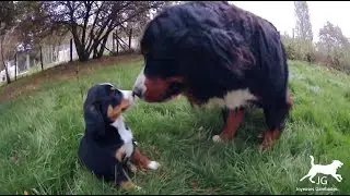😍 Le Bouvier Bernois un chien affectueux et cajoleur avec les bébés des autres ❤️