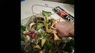 #sad #plant just like #love when you forget   about love partner