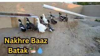 Aaj Ducks Ne Humein Be-Waqoof Bana Diya! 😂 Tubewell vs Ducks Story