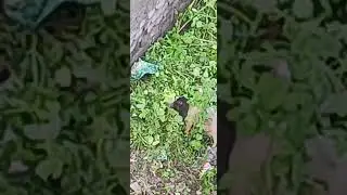Wonder pig, rare video #anime #animals #nature #motherlove 