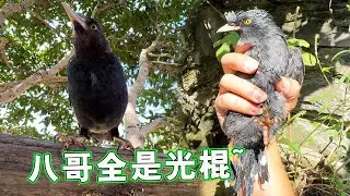 Маленький скворь, который был оставлен хозяином, будет со мной позже