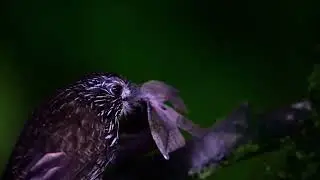 Black streaked Puffbird (Malacoptila fulvogularis)
