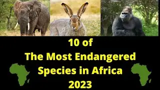10 of The Most Endangered Species in Africa 2023