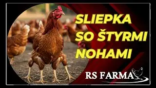 32. Štvornohá sliepka??? Realita, dopozerajte do konca...