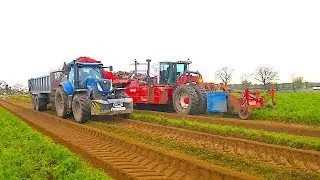 MONSTER Carrot Harvest With De Wulf Self Propelled Harvester And New Holland T7.230 TRACTORS On Cart