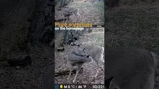 White-tailed deer cleaning their skin.