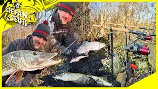 Meter HECHT attackiert XXL FISCH und meinen K&ouml;derfisch | Deadbait Angeln Spezial