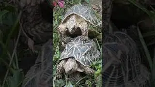 XXX Star Tortoise
