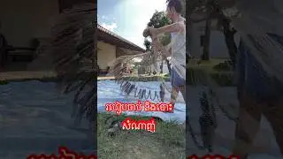#បង់សំណាញ់2025 #catchfishtechnique #រៀនបង់សំណាញ់ #របៀបចាប់សំណាញ់ #របៀបបោះសំណាញ់ #throwingcastnet