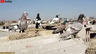 Second collection || Naeem Bhai Sareena Walay || Gola Pigeon || New Gola Pigeon Training