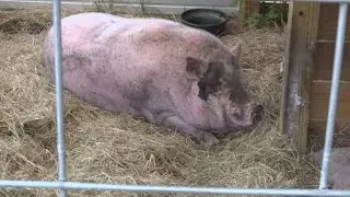 SPCA Tampa Bay cited by animal services after videos of sunburned pig goes viral