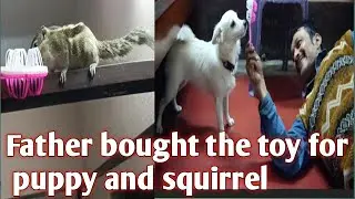 Father Bought Toy For Puppy And Squirrel@RAJRAJESWAR CHANNEL TUMPA