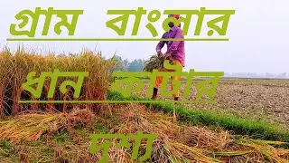 কৃষকের সোনালী ফসল ধান কাটা