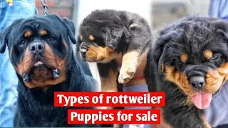 Rottweiler || Types of rottweiler || Import and Champion line Rottweiler puppies for sale
