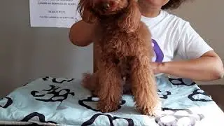 Massage du cou et des pattes du chien