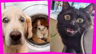 Funny Pets Animals 😍  Funny and Cute Animals  #11 Cute Pets ✅