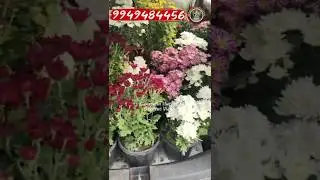 ❤️Customer Direct Visit❤️9949484456/Happy Customer#shortsfeed#shortsviral#gardening#chamanthi#