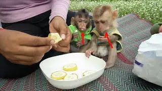The Unexpected Reaction Leo and Loe monkeys enjoy banana after playing