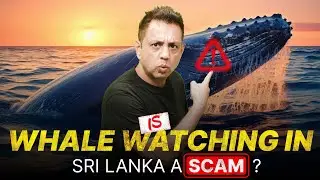 I Went Whale Watching in Sri Lanka and You Won&rsquo;t Believe What I SAW!!