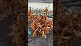 Winter Took Them Too Soon 😢 | What Didn&rsquo;t Survive in Our Garden