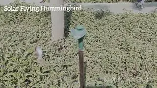 Solar Flying Hummingbird | Fluttering Bird