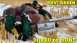 Hired to Hunt Season 7 #12: HEVI-GREEN ... Duck and Goose Hunting. Limit Hunts in Alberta