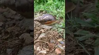 The slow moving snail 🐌  #nature #wildliferescue #wildlife #snail #animals #wildlife